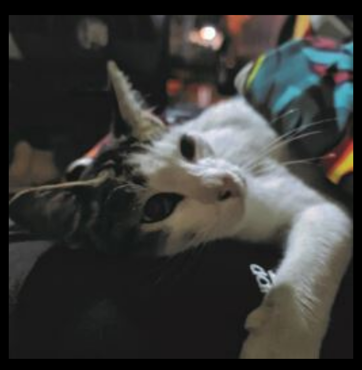 Cat